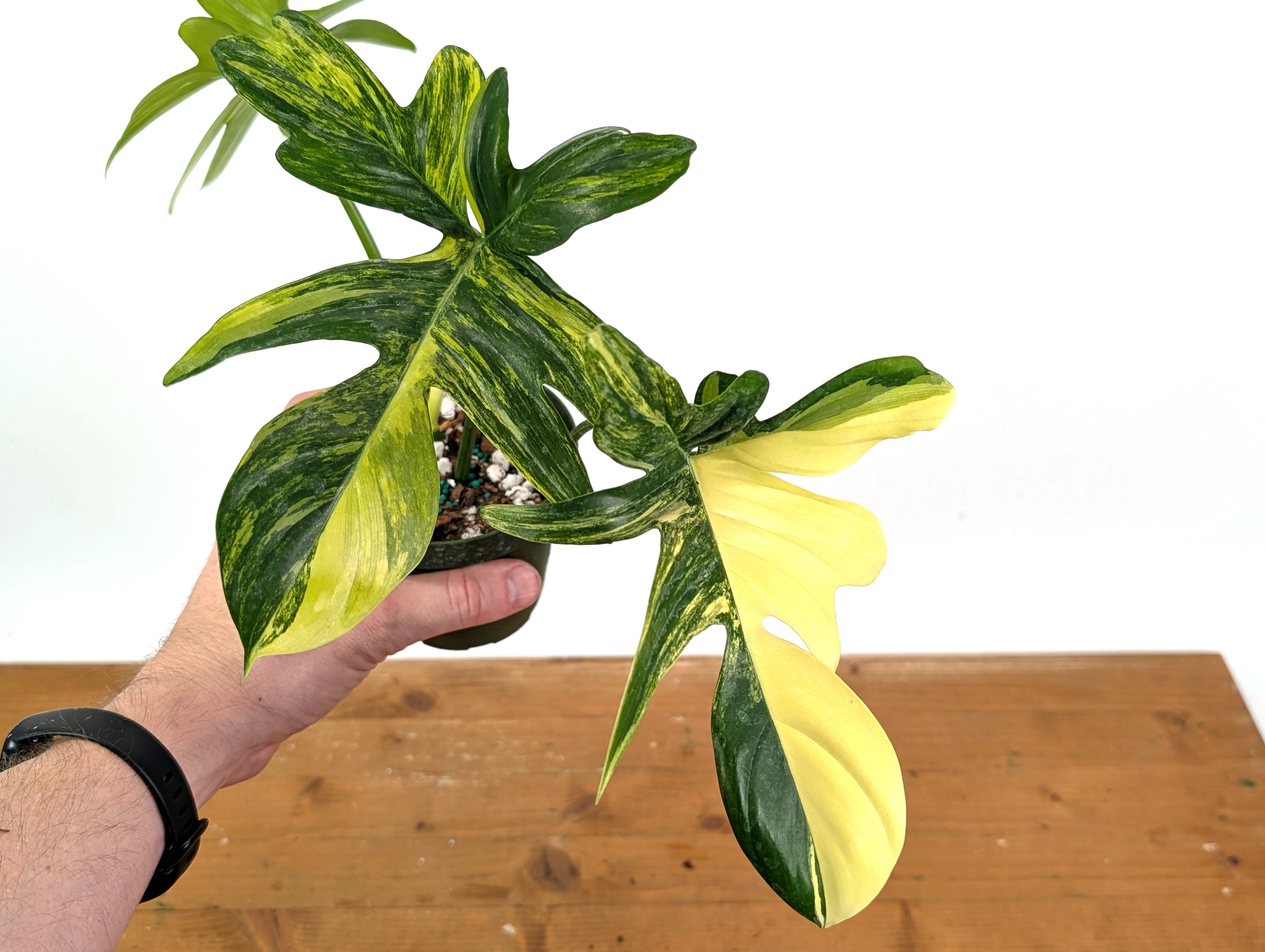 Philodendron Pedatum Variegated - Exact Plant 