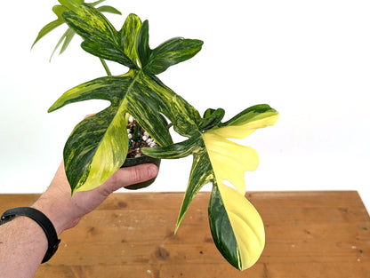 Philodendron Pedatum Variegated - Exact Plant 