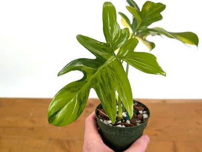 Philodendron Pedatum Variegated - Exact Plant 