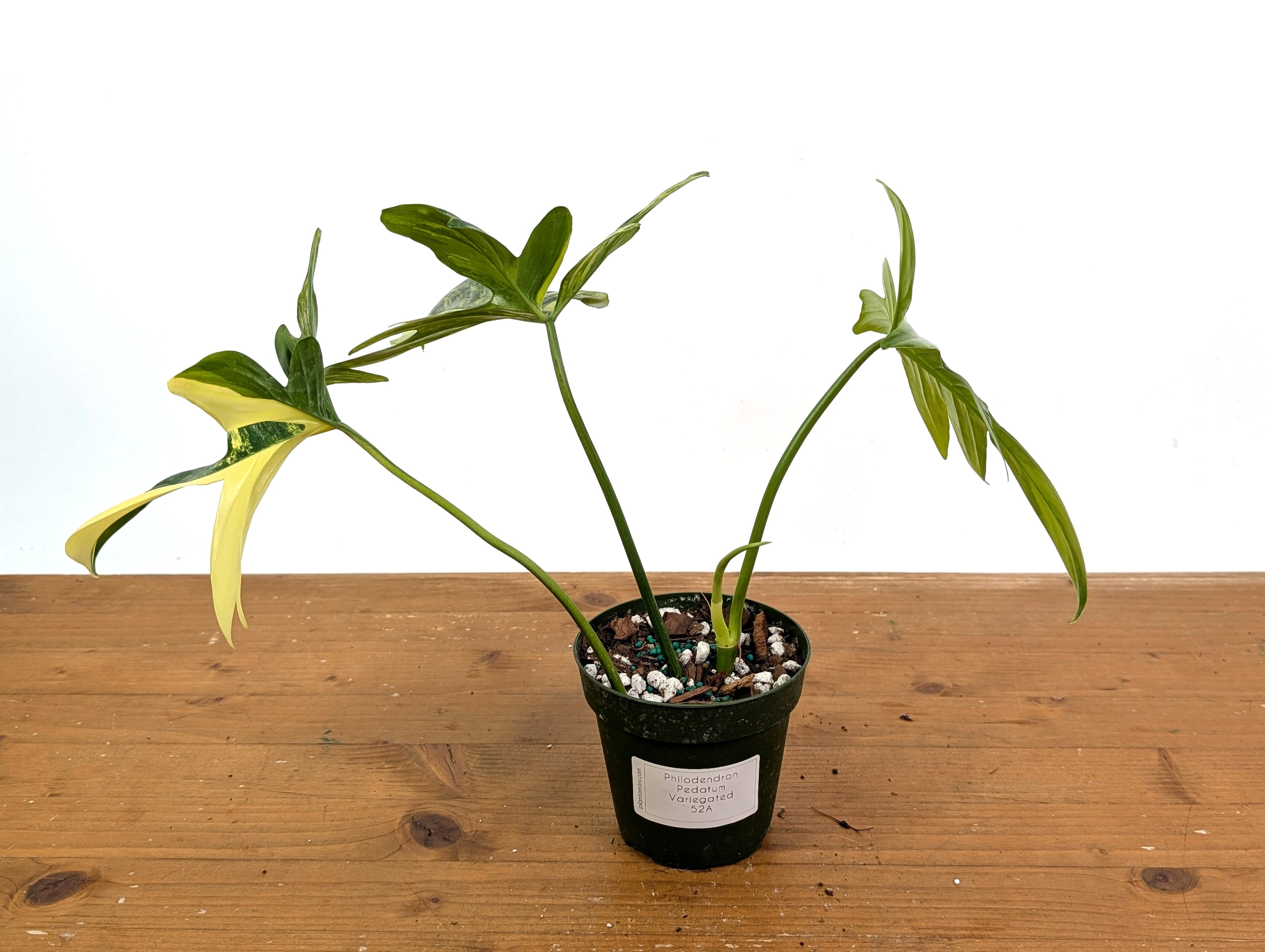 Philodendron Pedatum Variegated - Exact Plant 