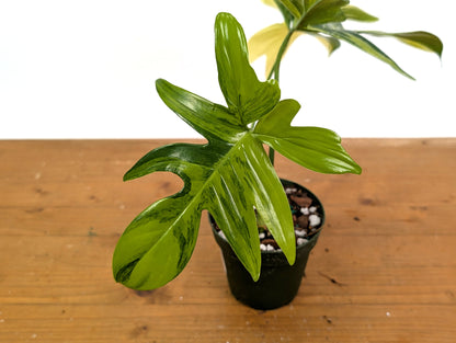 Philodendron Pedatum Variegated - Exact Plant 