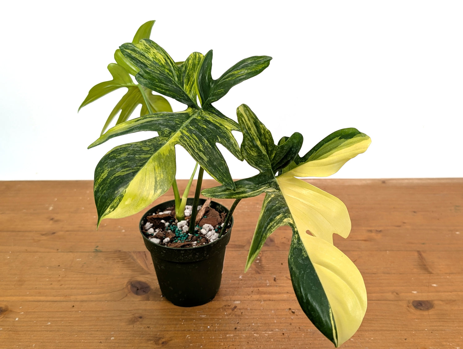 Philodendron Pedatum Variegated - Exact Plant 