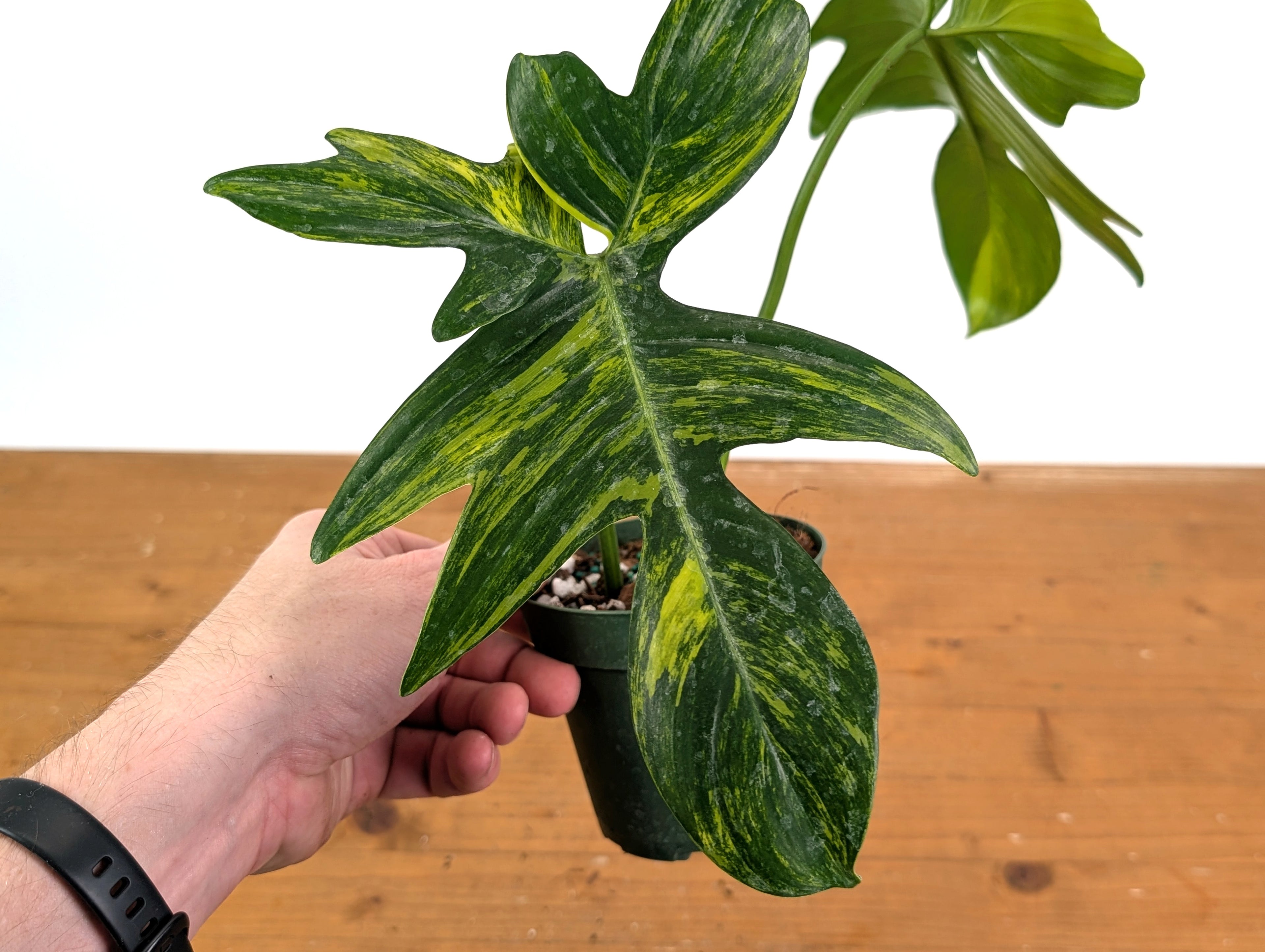 Philodendron Pedatum Variegated - Exact Plant 