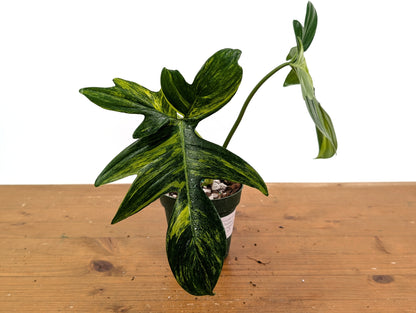 Philodendron Pedatum Variegated - Exact Plant 