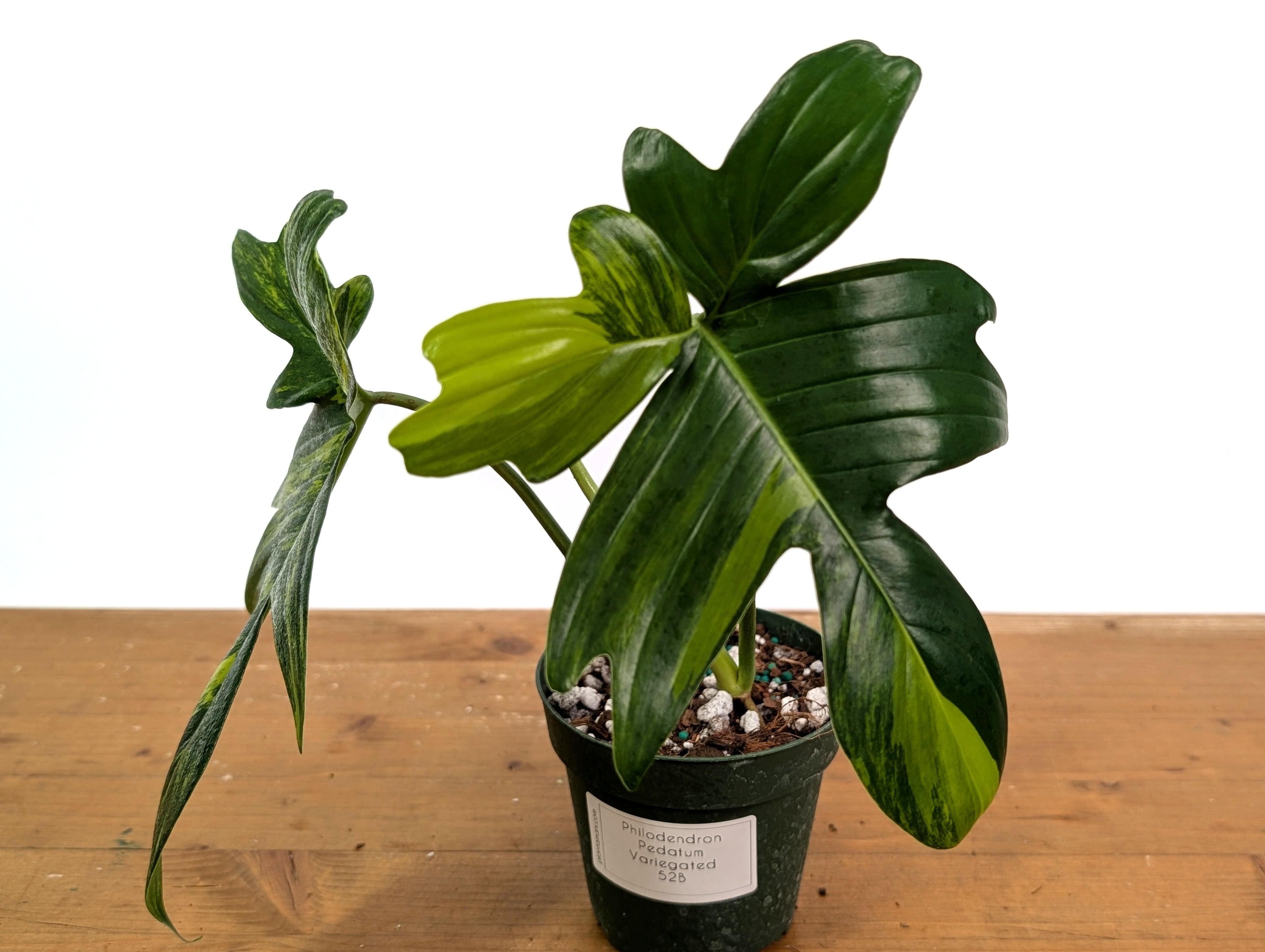 Philodendron Pedatum Variegated - Exact Plant 