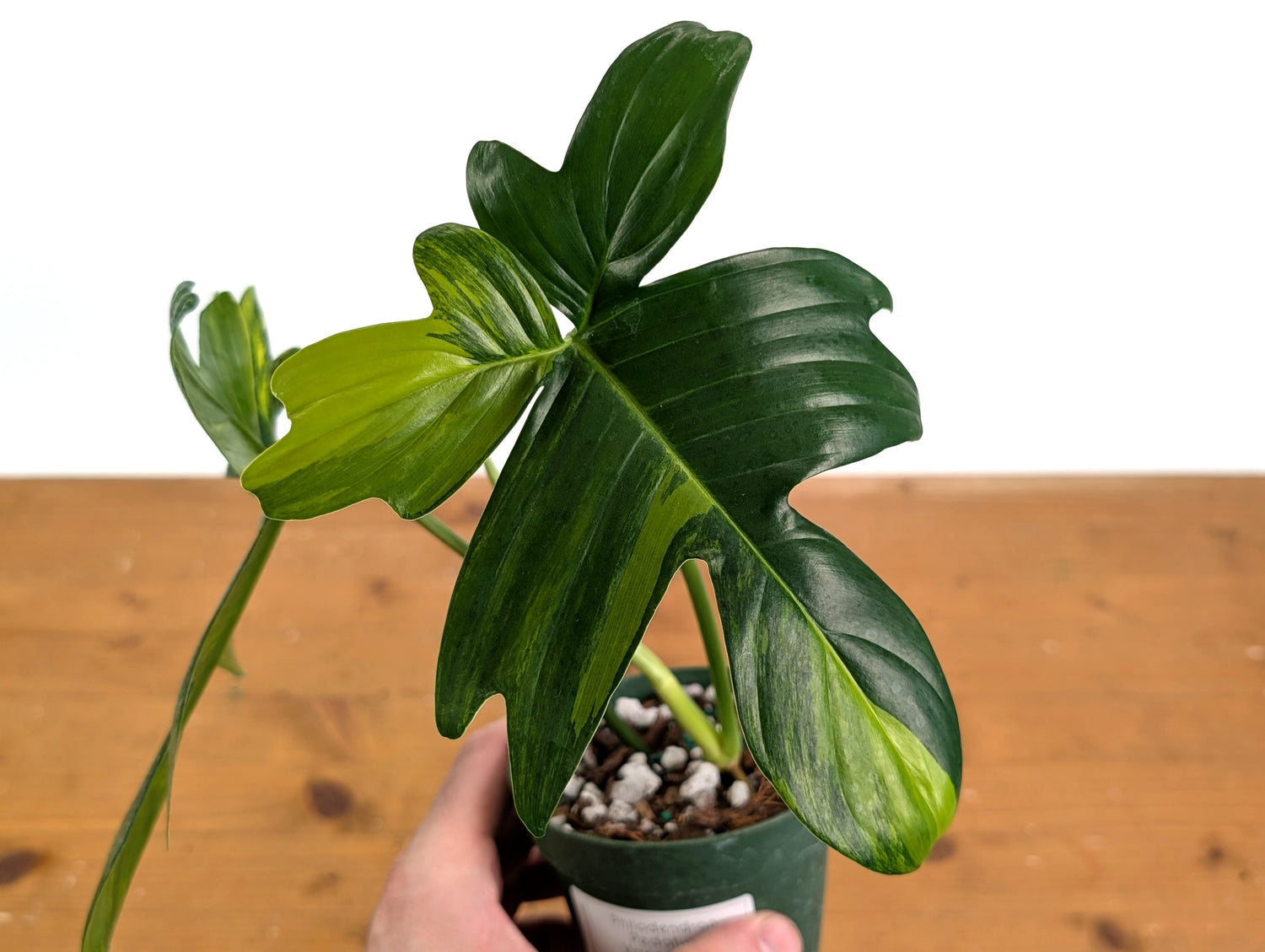 Philodendron Pedatum Variegated - Exact Plant 