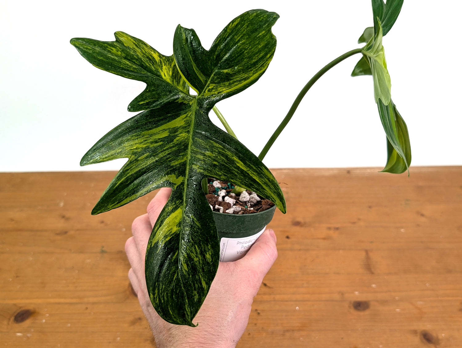 Philodendron Pedatum Variegated - Exact Plant 