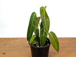 Philodendron Esmeraldense Narrow