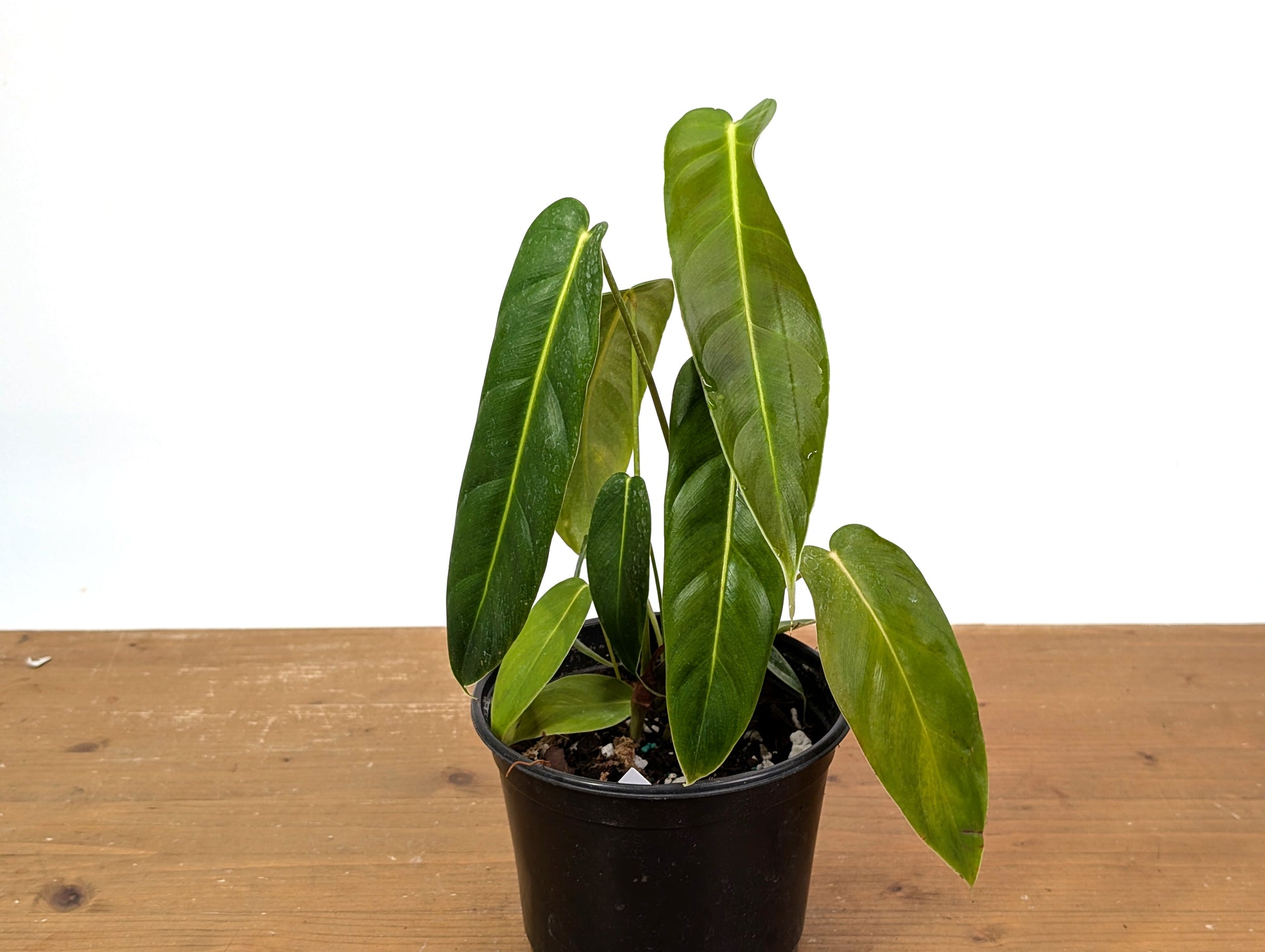 philodendron esmeraldense narrow vs regular Philodendron esmeraldense Narrow Form #1907