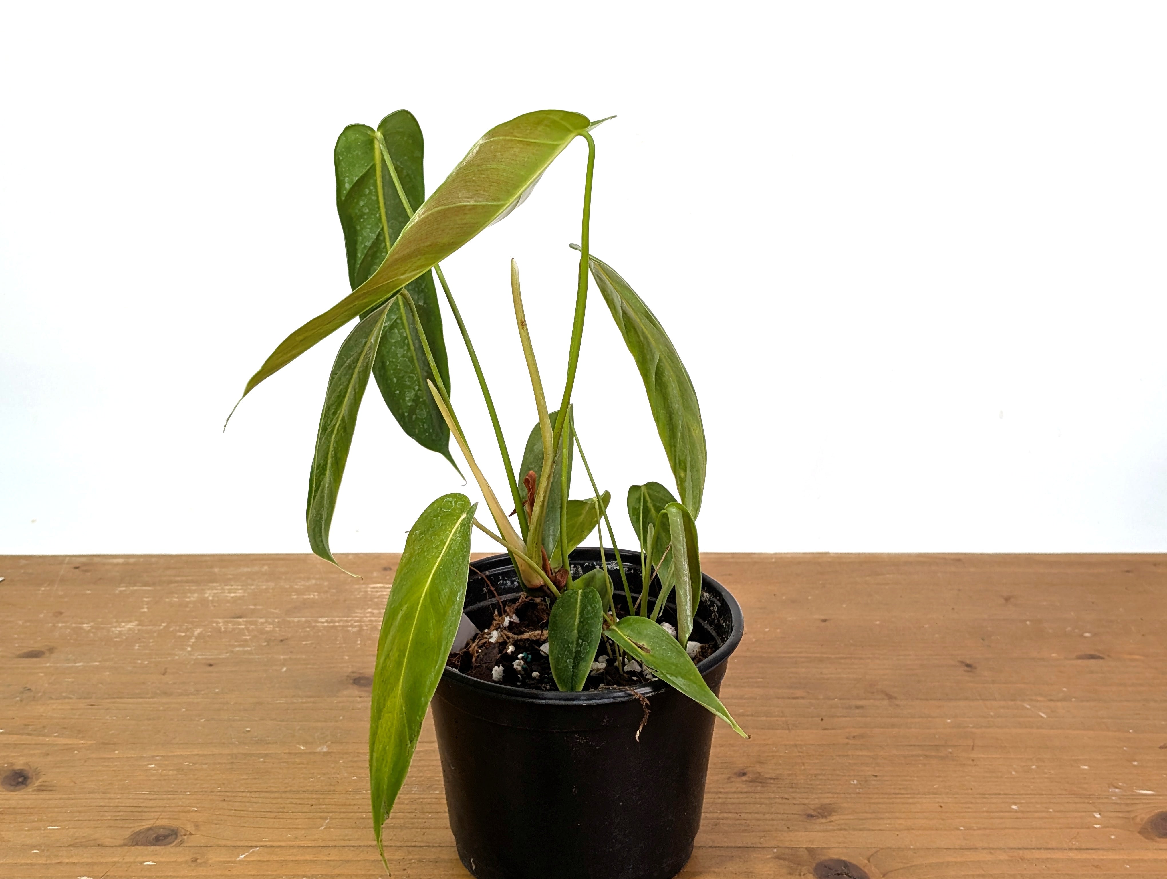 Philodendron Esmeraldense Narrow | 4 inch pot – PLANTAMANI Plants
