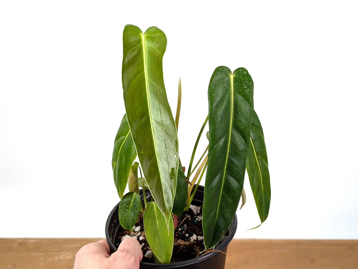 philodendron esmeraldense care Philodendron Esmeraldense Narrow