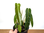 Philodendron Esmeraldense Narrow