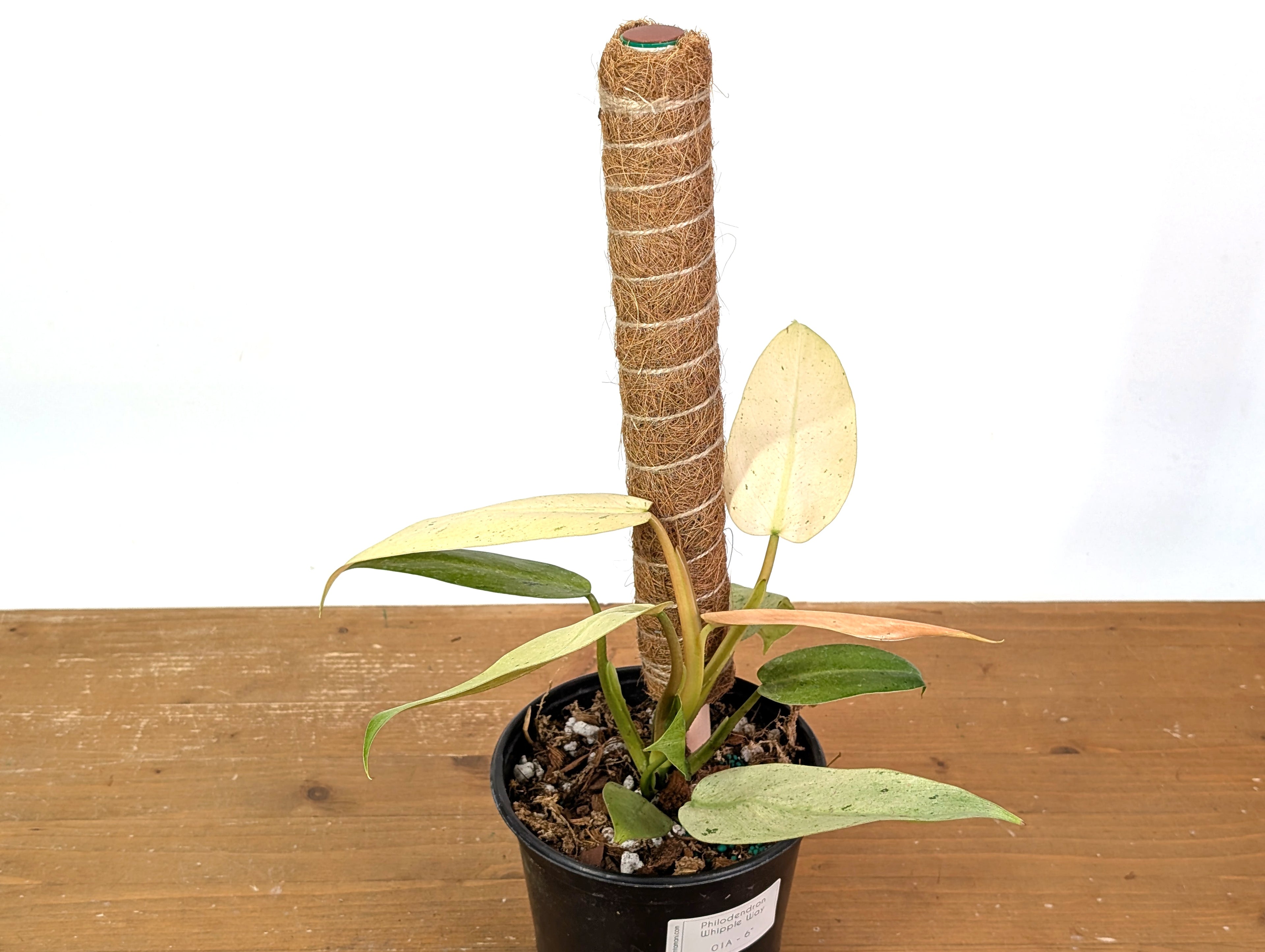 Philodendron Whipple Way Variegated