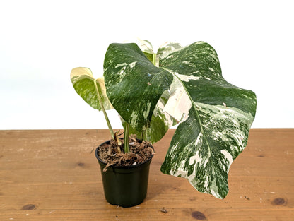 Monstera Albo Borsigniana (Exact Plant 01A)