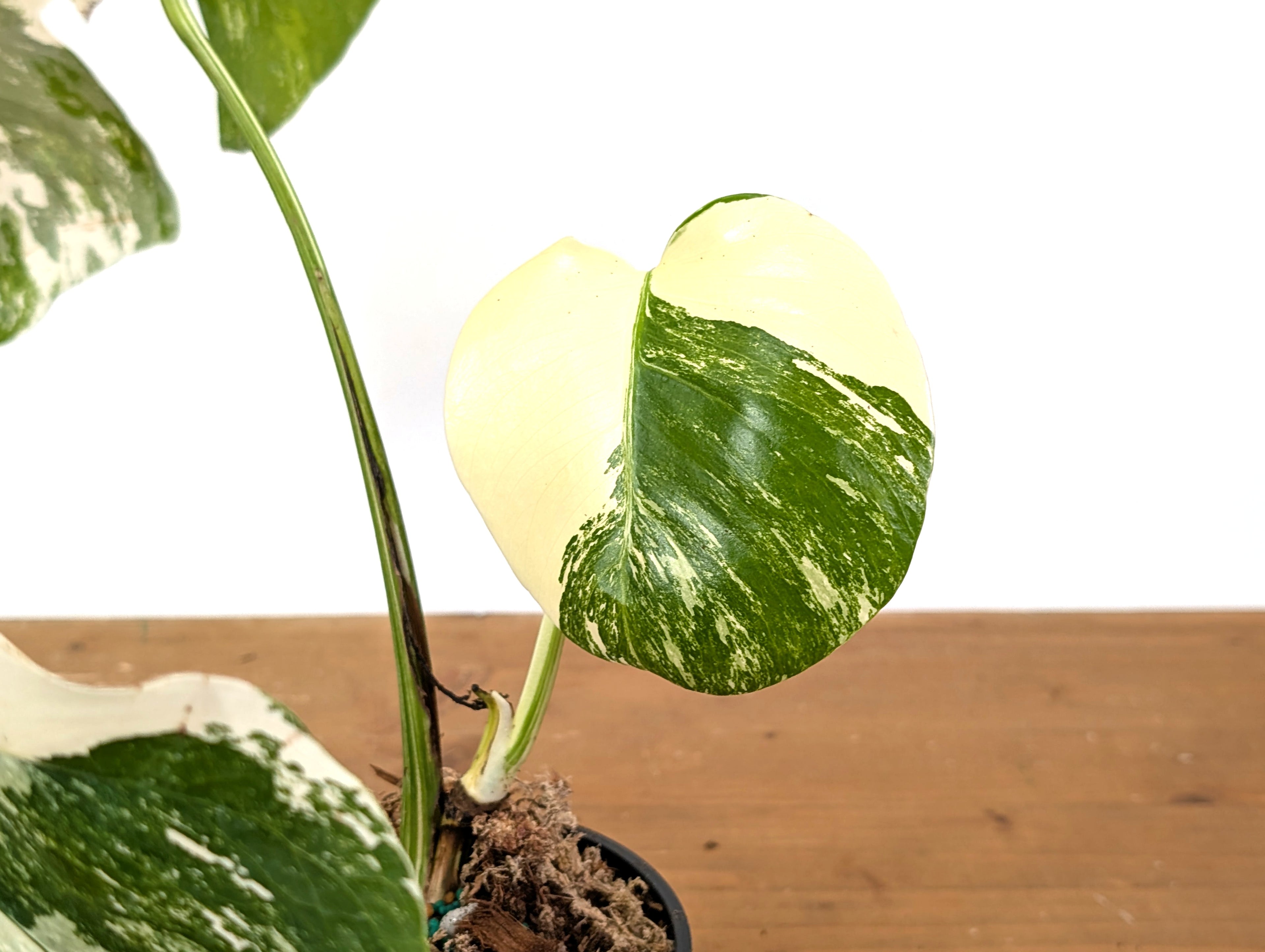 Monstera Albo Borsigniana (Exact Plant 01A)
