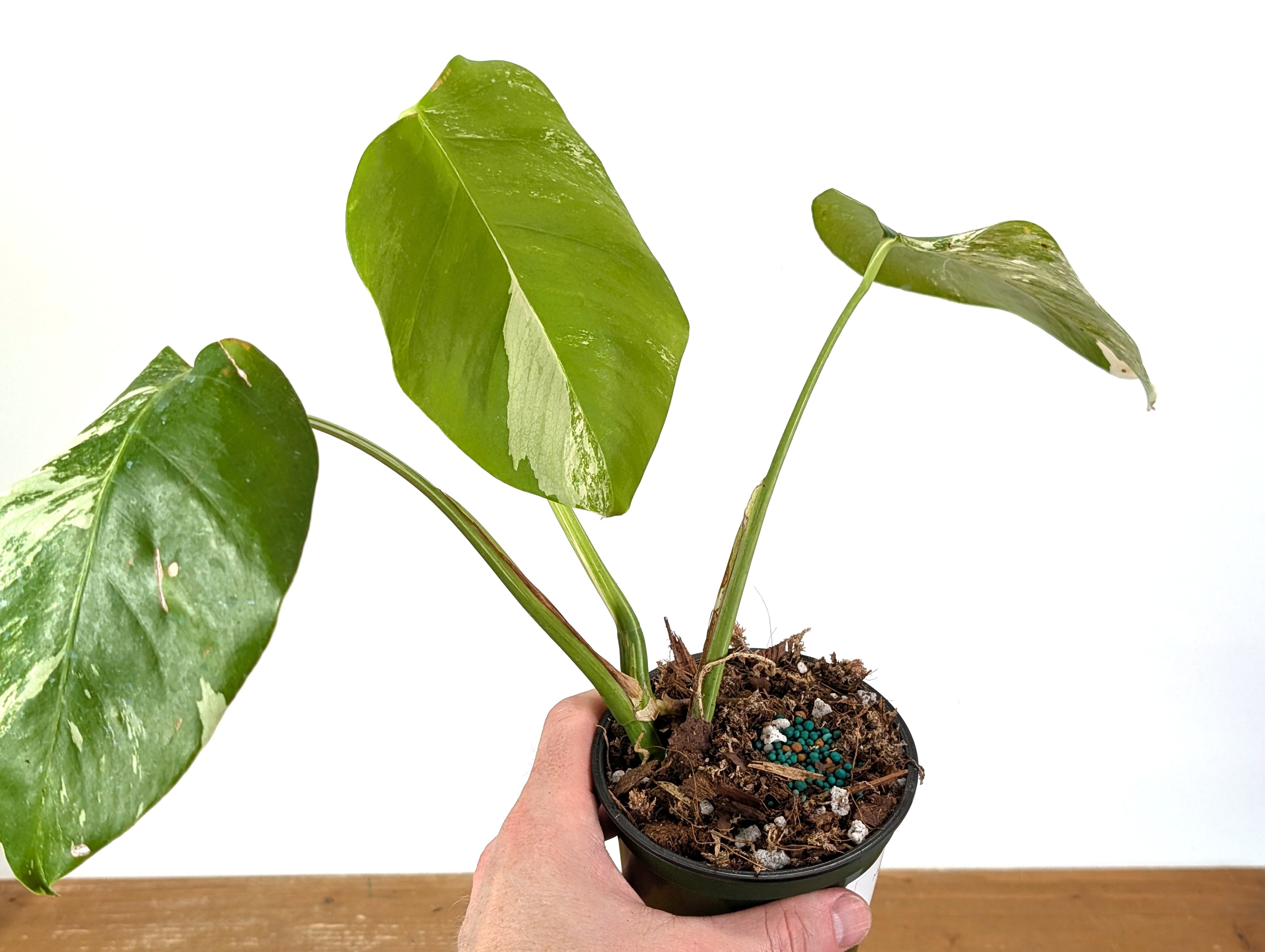 Monstera Albo Borsigniana (Exact Plant 01B)