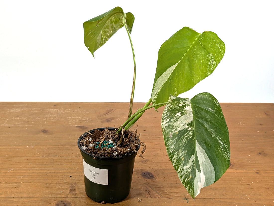 Monstera Albo Borsigniana (Exact Plant 01B)
