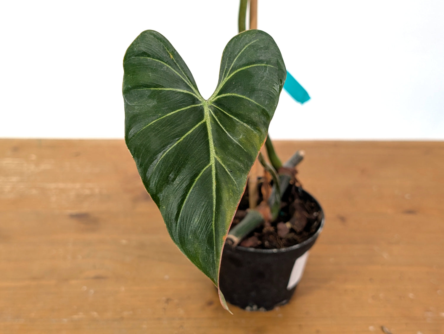 Variegated Philodendron Gloriosum x Maximum - Exact 01A