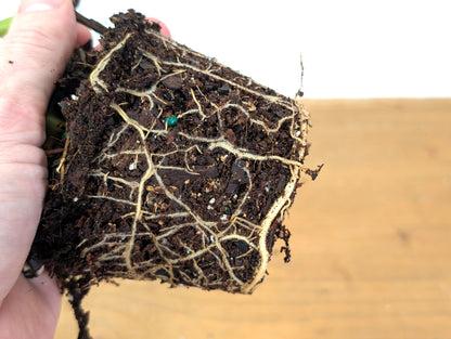 Variegated Philodendron Gloriosum x Maximum - Exact 01A