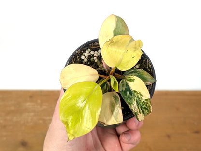 Philodendron Rojo Congo Variegated EXACT Plant 