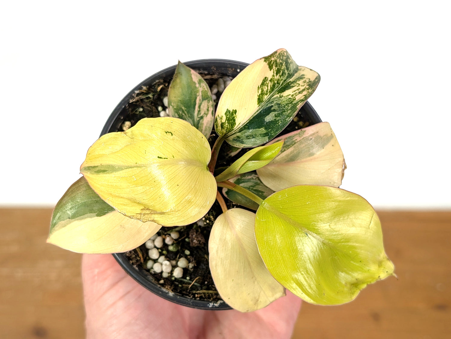 Philodendron Rojo Congo Variegated EXACT Plant 