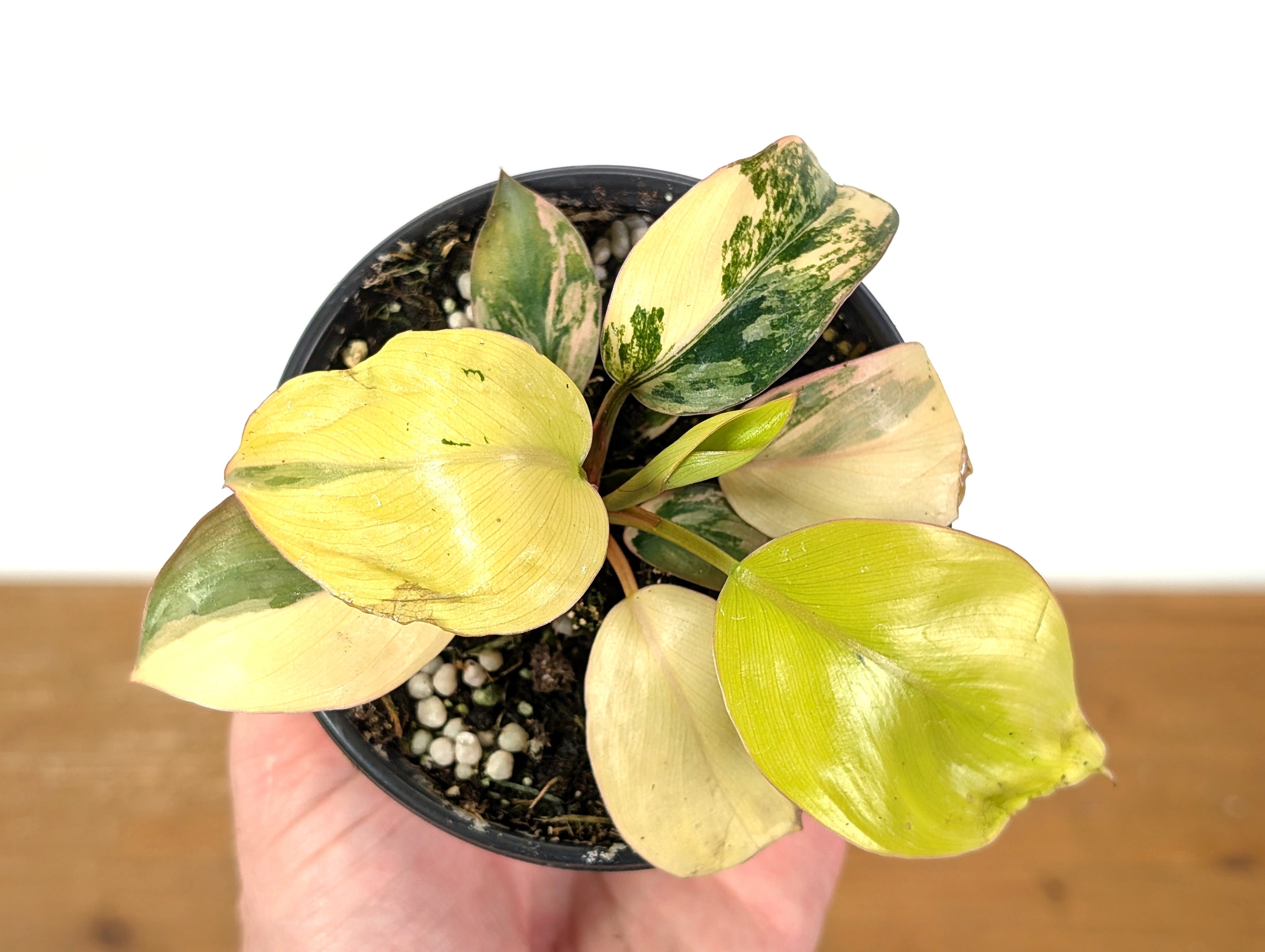 Philodendron Rojo Congo Variegated EXACT Plant 