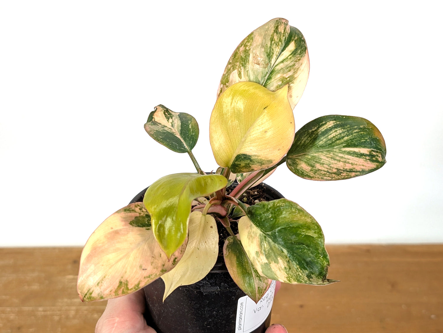 Philodendron Rojo Congo Variegated EXACT Plant 