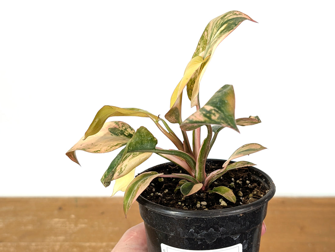 Philodendron Rojo Congo Variegated EXACT Plant 