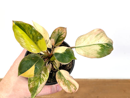 Philodendron Rojo Congo Variegated EXACT Plant 