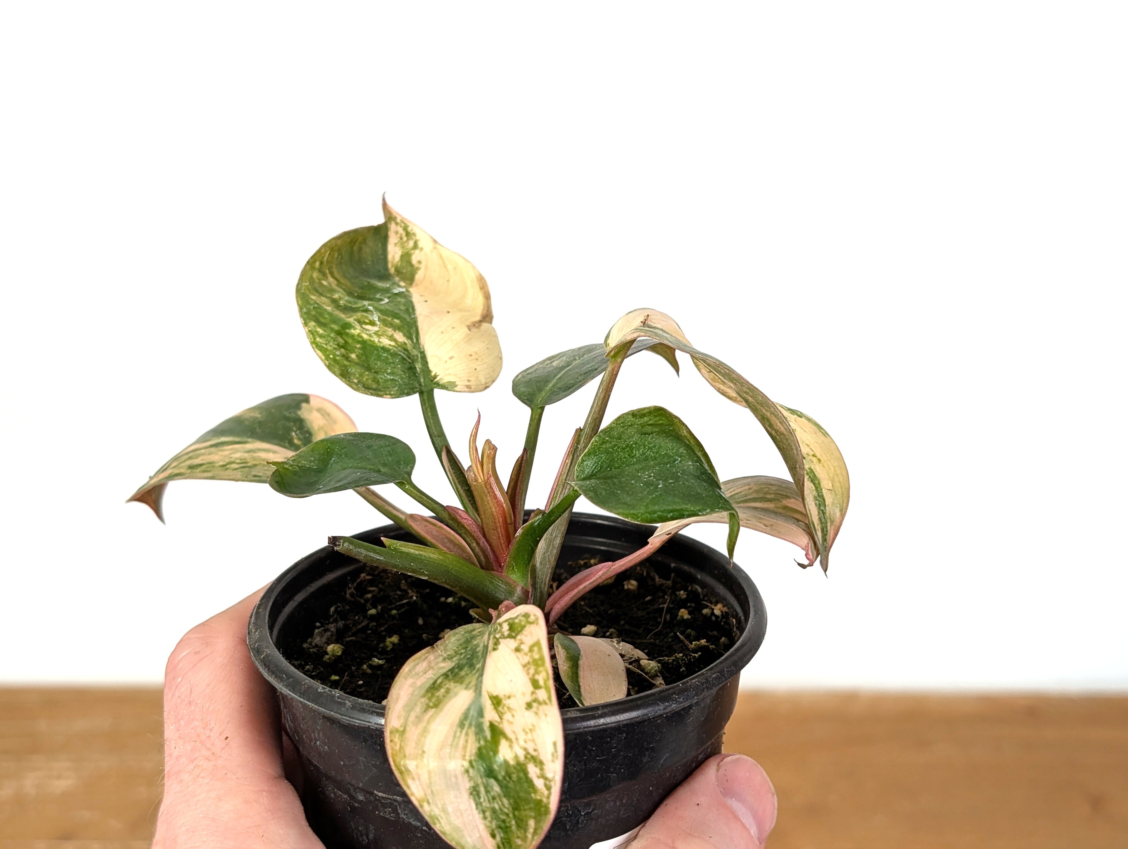 Philodendron Rojo Congo Variegated EXACT Plant 