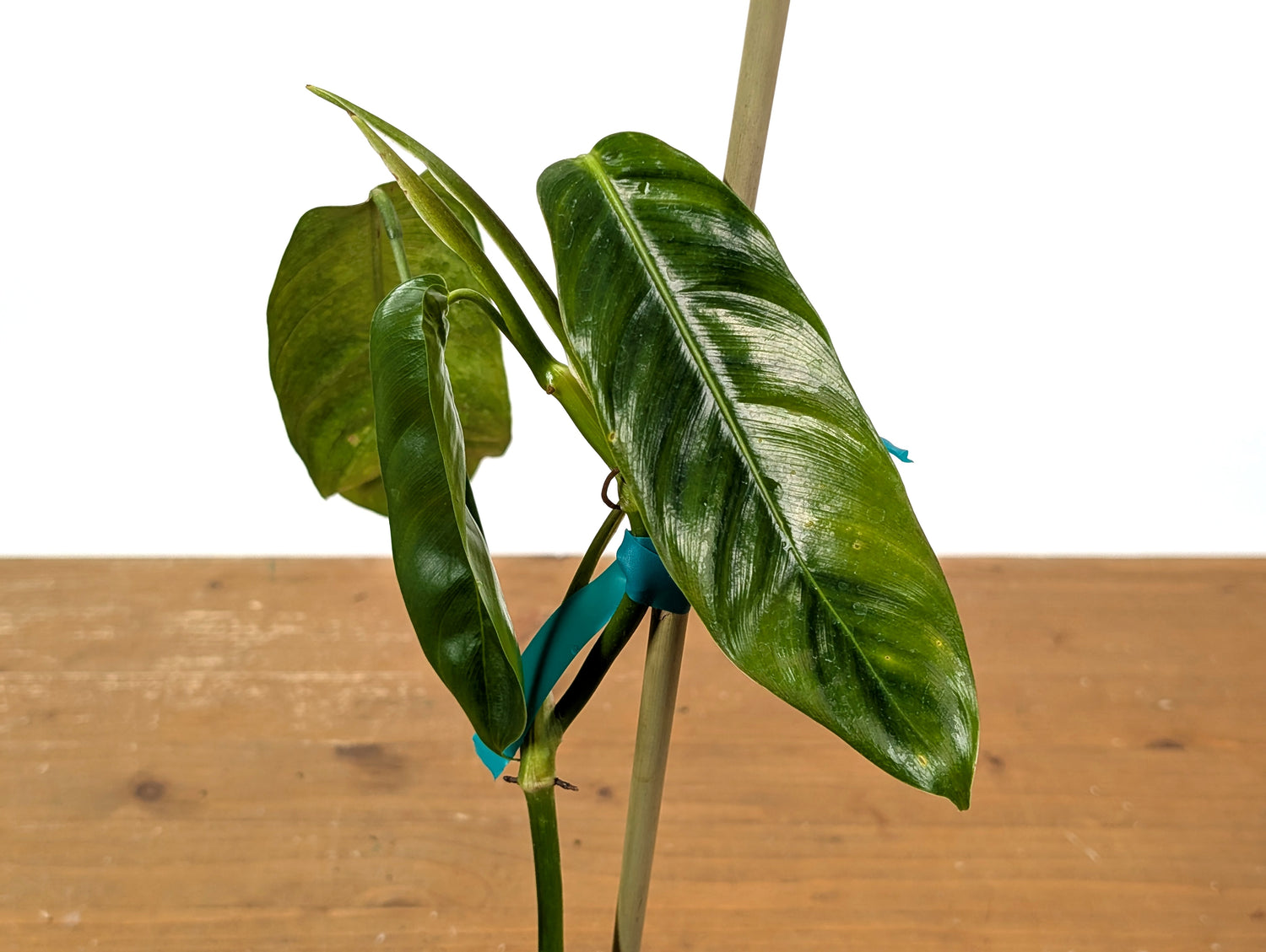 Philodendron Patriciae Variegated (Exact Plants)