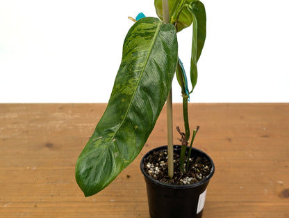 Philodendron Patriciae Variegated (Exact Plants)