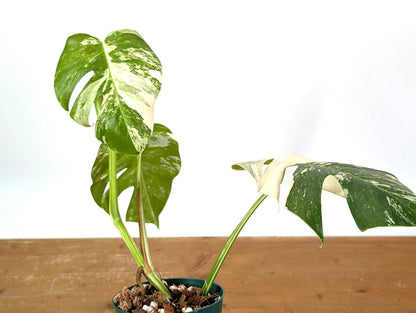 Monstera Albo Borsigniana (Exact Plant 01C)