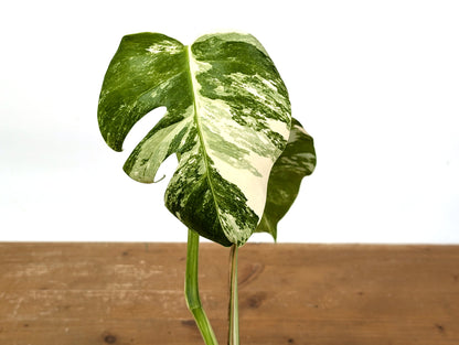 Monstera Albo Borsigniana (Exact Plant 01C)