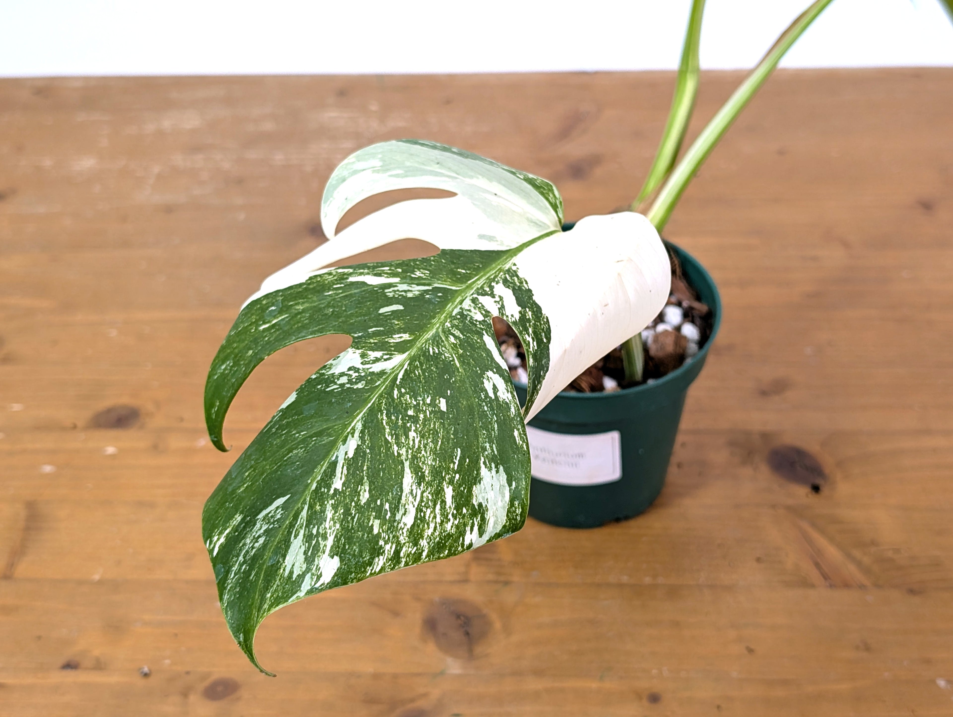 Monstera Albo Borsigniana (Exact Plant 01C)