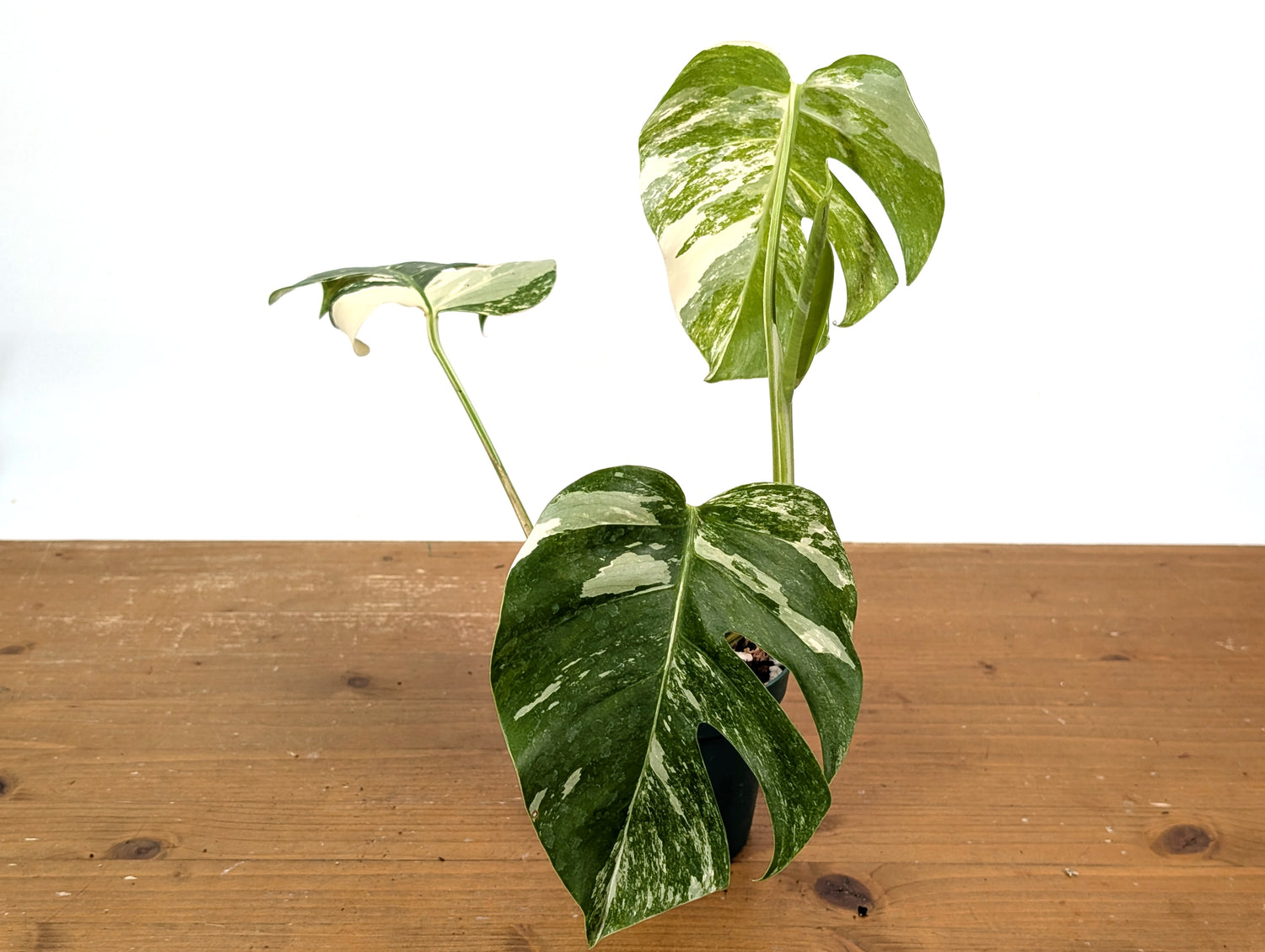 Monstera Albo Borsigniana (Exact Plant 01C)