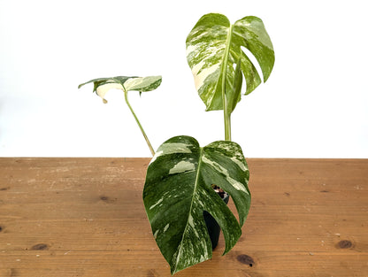 Monstera Albo Borsigniana (Exact Plant 01C)