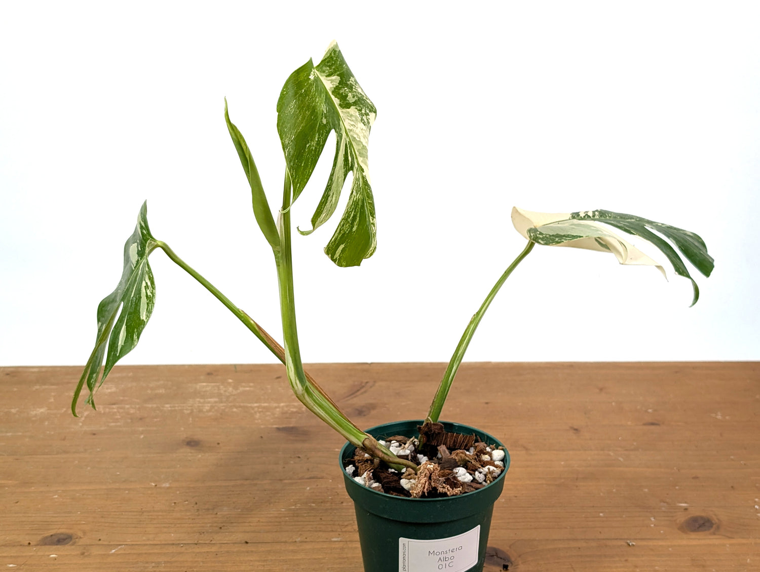 Monstera Albo Borsigniana (Exact Plant 01C)