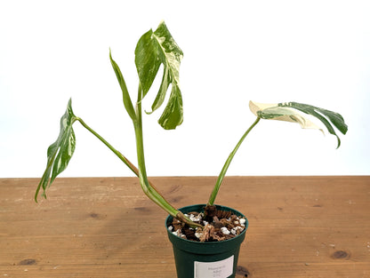 Monstera Albo Borsigniana (Exact Plant 01C)