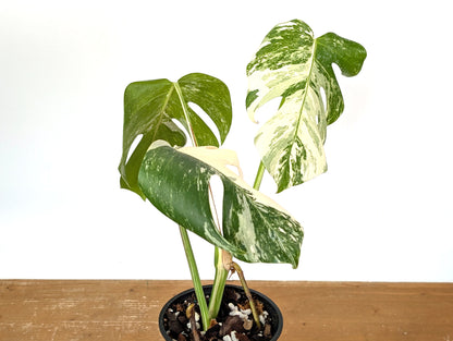 Monstera Albo Borsigniana (Exact Plant 01D)