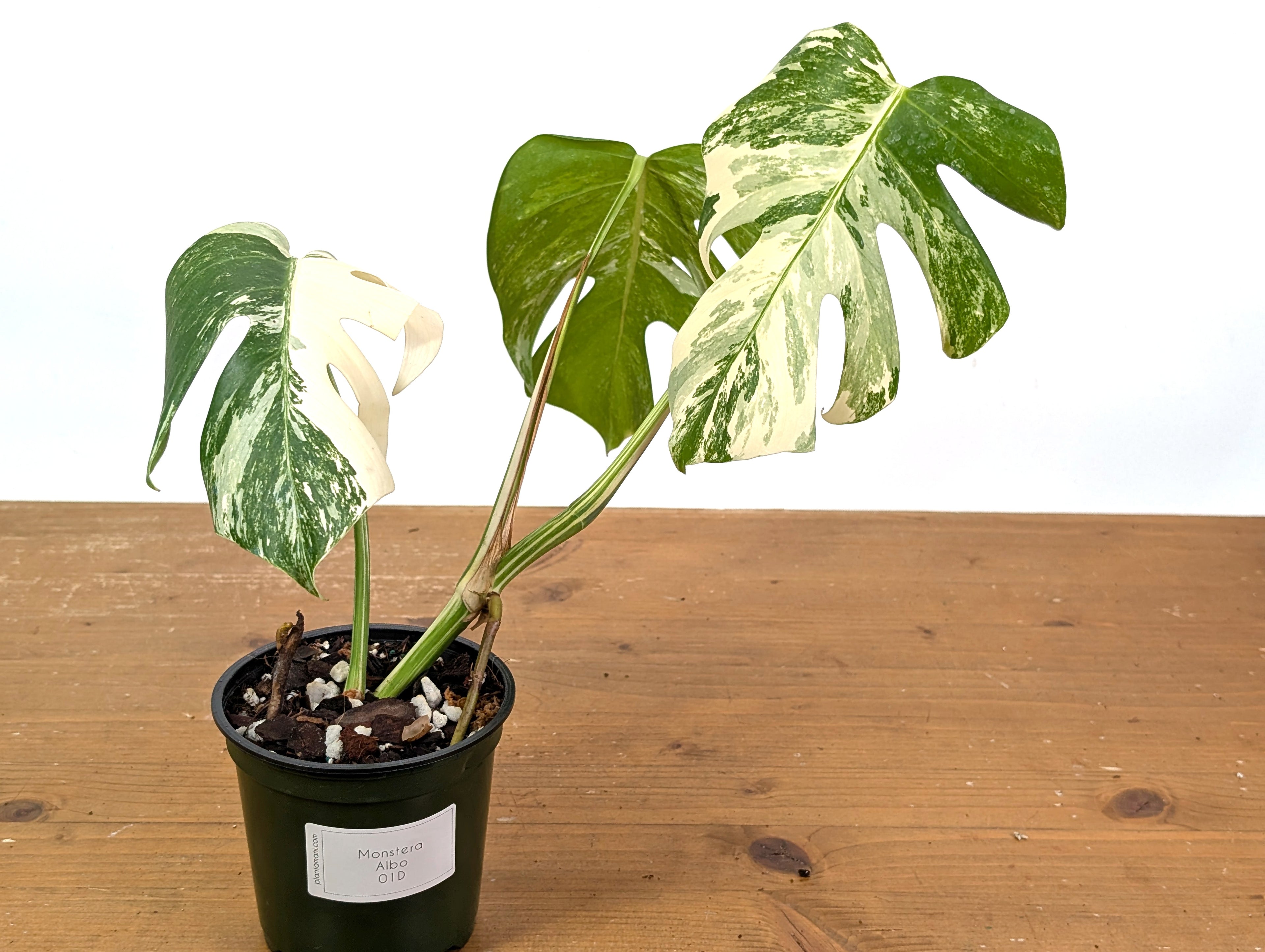 Monstera Albo Borsigniana (Exact Plant 01D)