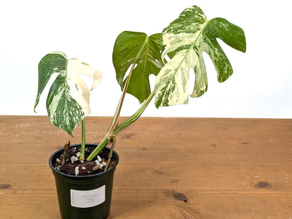 Monstera Albo Borsigniana (Exact Plant 01D)