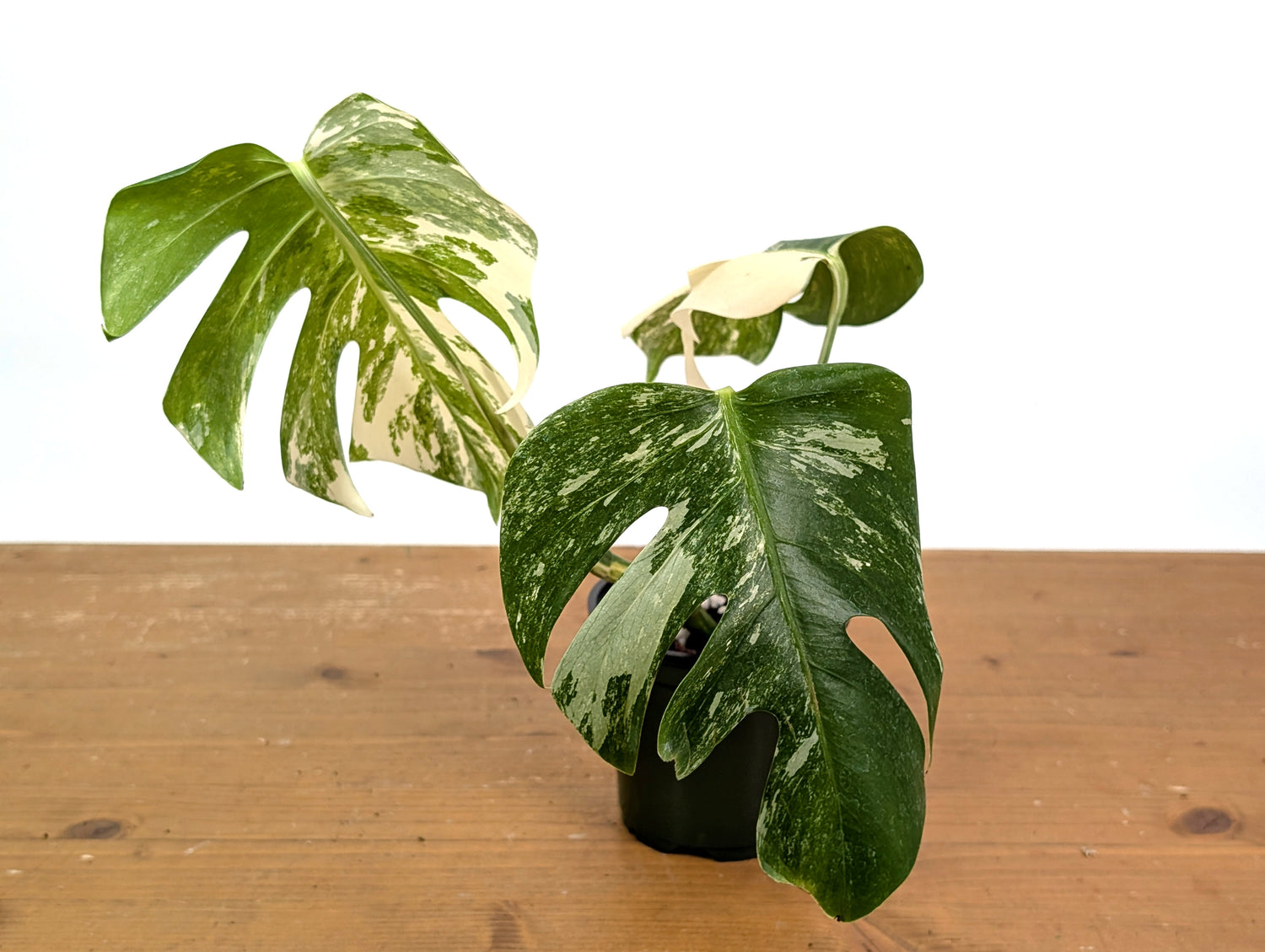 Monstera Albo Borsigniana (Exact Plant 01D)