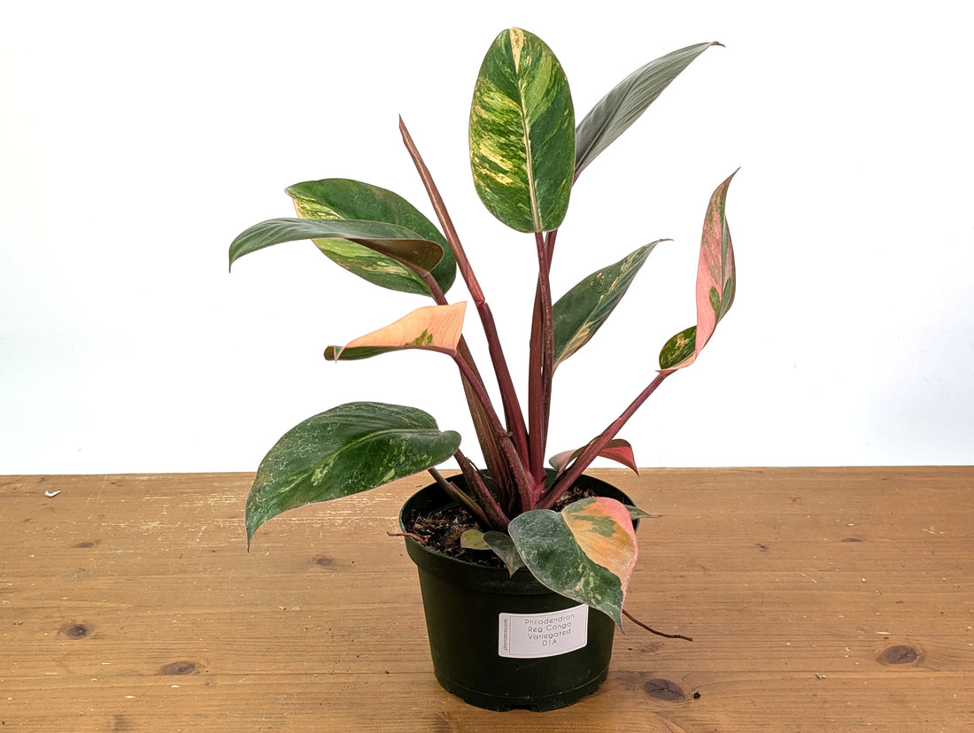 Philodendron Red Congo Variegated EXACT Plant 
