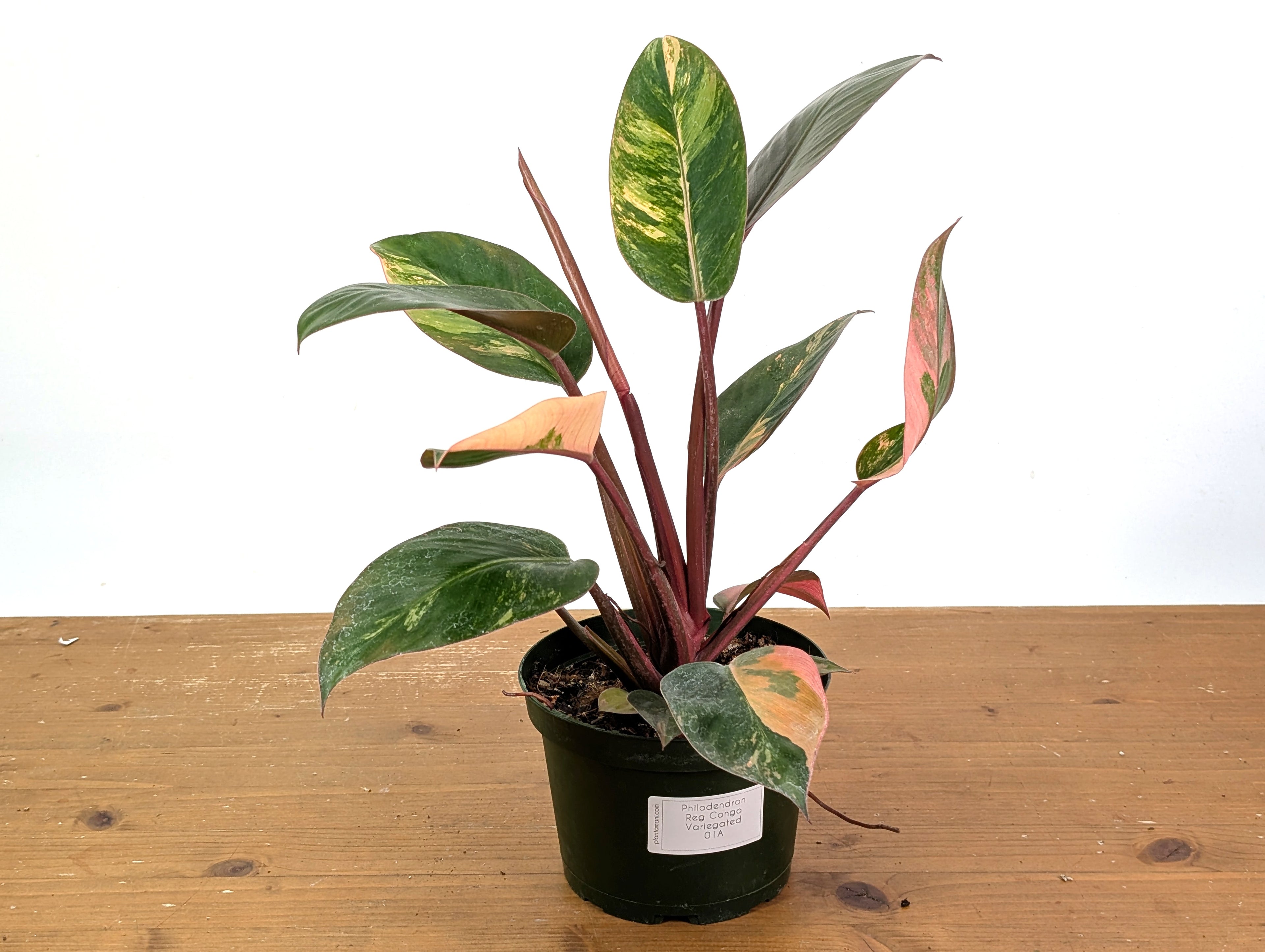 Philodendron Red Congo Variegated EXACT Plant 