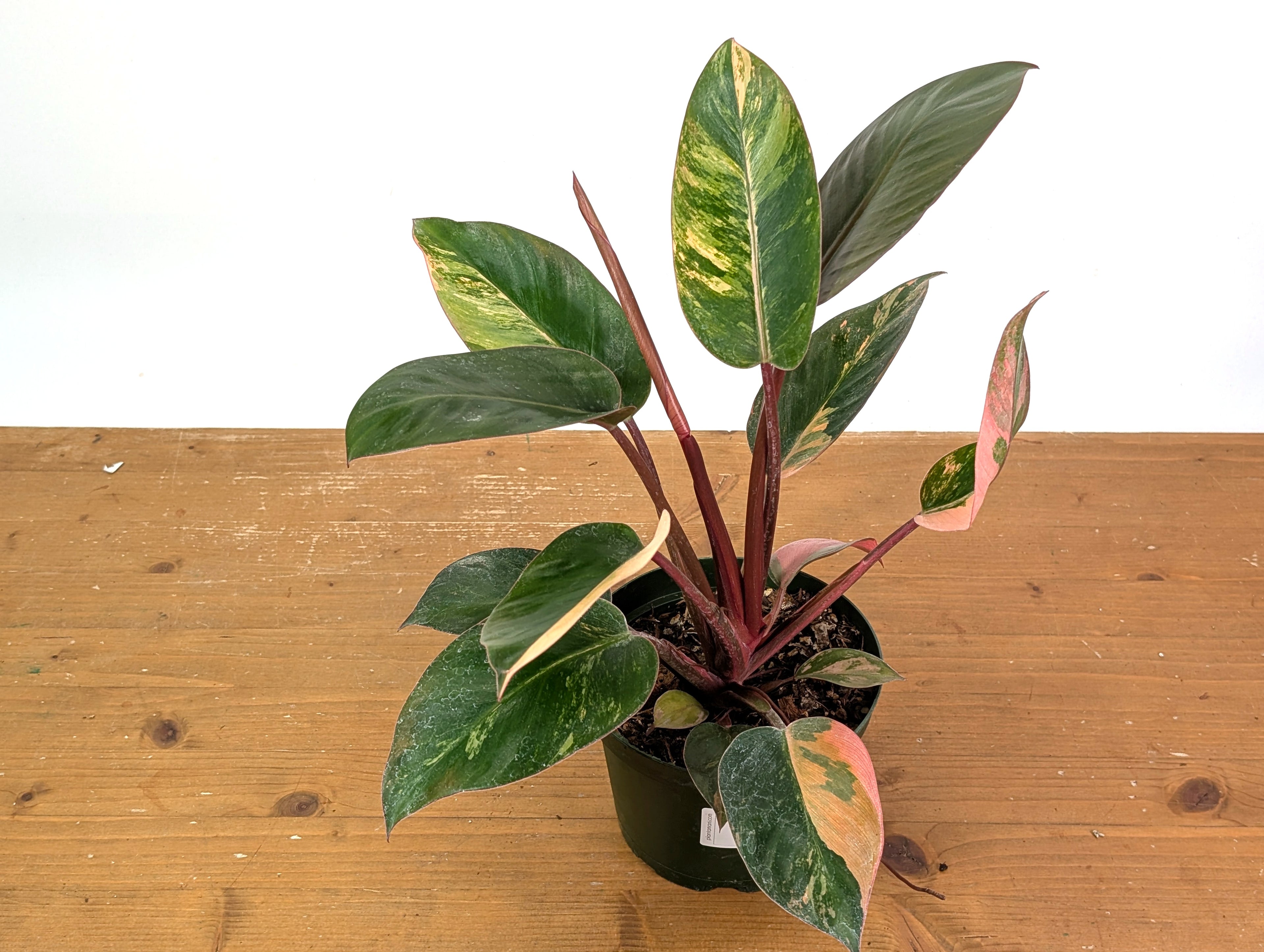 Philodendron Red Congo Variegated EXACT Plant 