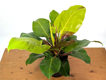 Philodendron Yellow Flame - Exact Plant 