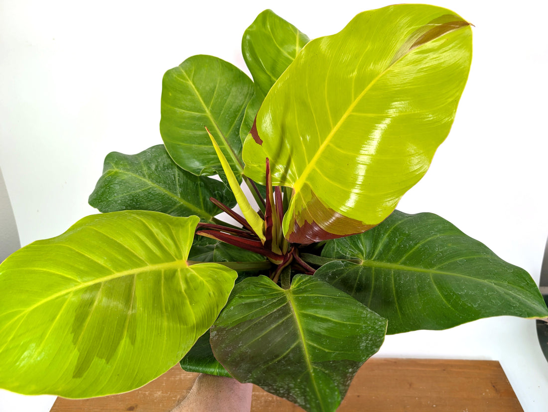 Philodendron Yellow Flame - Exact Plant 