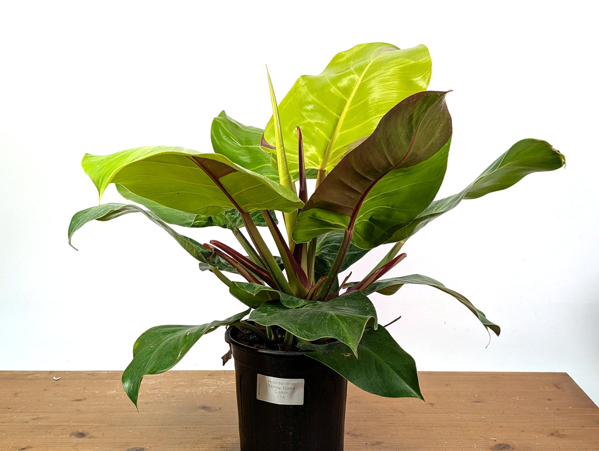 Philodendron Yellow Flame - Exact Plant #01A