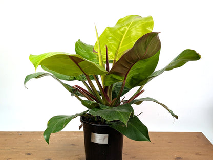 Philodendron Yellow Flame - Exact Plant 